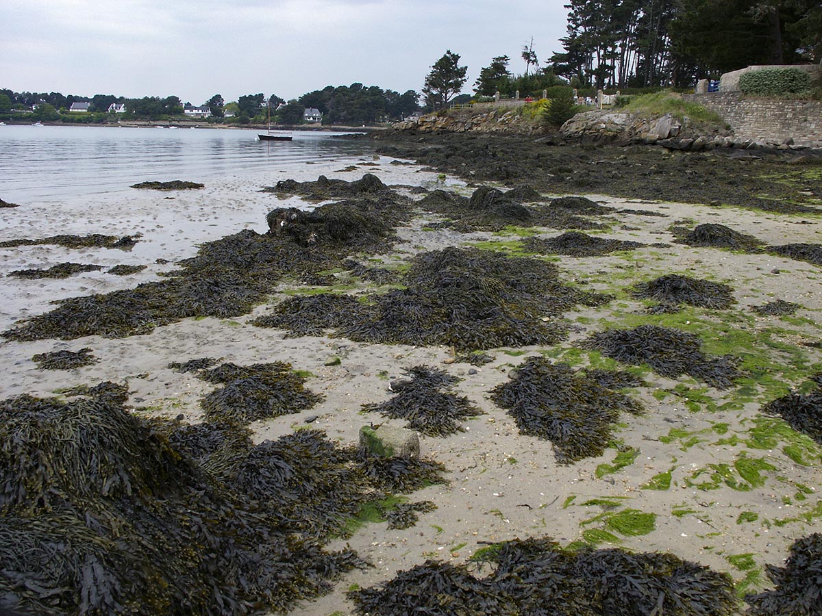 Fucus vesiculosus